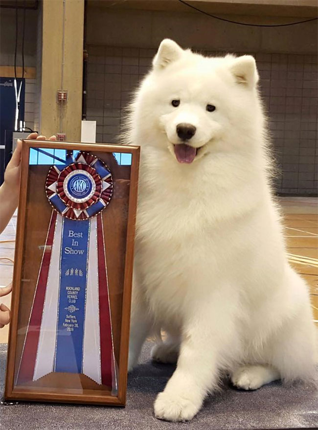Pebbles sales run samoyeds