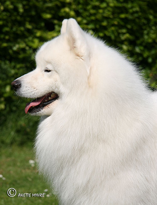 White eagle hot sale samoyeds
